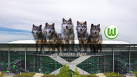 Fünf Wölfe sitzen auf dem Stadiondach des VfL Wolfsburg und schauen frontal in die Kamera.